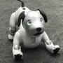 aibo
