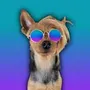 aussie pupstar