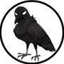 black crows