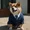 blue tuxedo shiba