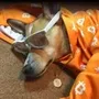 bullish dog