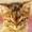 cat wif down syndrome