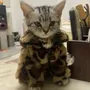 catwifjacket