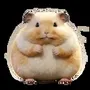 chonkyhamster