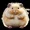 chonkyhamster