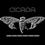 cicada