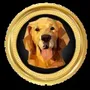 dogodoge
