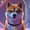 hachi inu
