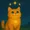 hosico cat
