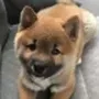 inu