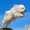 jumping dog