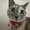 just elizabeth cat