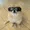 kori the pom