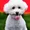 littlewhitebich