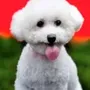 littlewhitebich