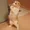 lolcat