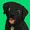 luca netz's dog