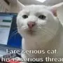 r/seriouscat