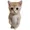 ruecat