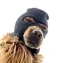 ski mask dog