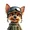 smoky the dog