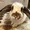 solport tom's bunny lola