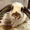 solport tom's bunny lola