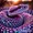 solsnake.