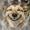 stoner doge
