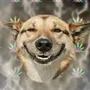 stoner doge