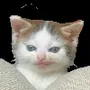 tang cat