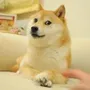 the doge nft