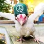 the peace warrior chicken