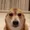 vibin dog