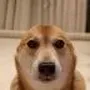 vibin dog