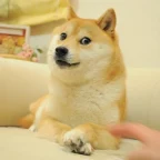 the doge nft