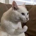 il gatto