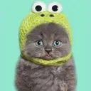 frogcat