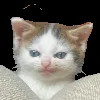 tang cat
