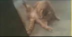 fapcat