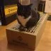 binance cat