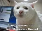 r/seriouscat