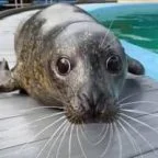 mango the seal