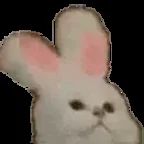 nod cat