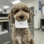 a16z ai dog