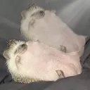 aura hedgehog