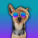 aussie pupstar