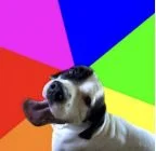 bini inu