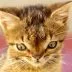 cat wif down syndrome