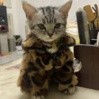 catwifjacket